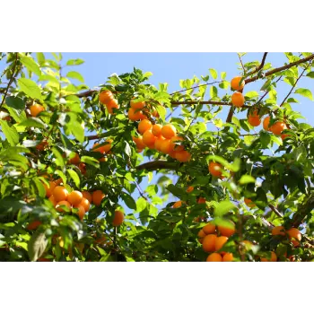 Red Amla Plant